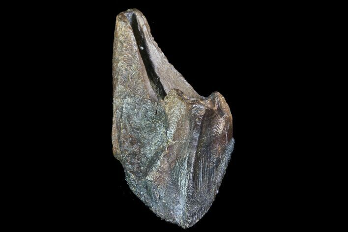 Unworn, Juvenile Triceratops Tooth - South Dakota #81695